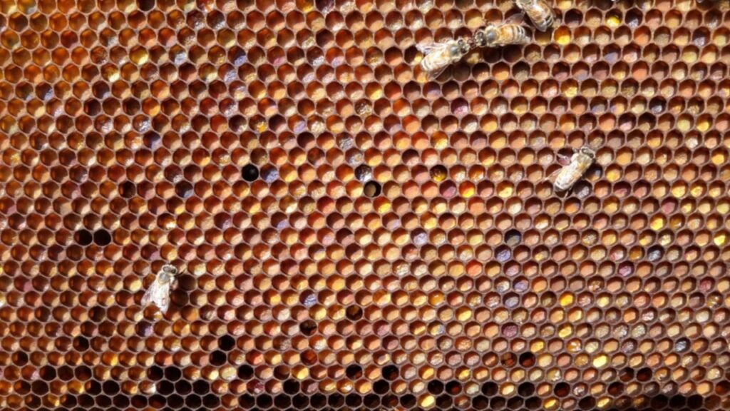 Photo of honeycomb cells packed with stored pollen (bee bread) in many colors, with a few honey bees