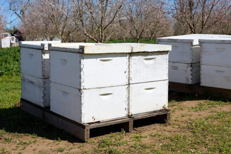 Photo of two-story Langstroth beehives on wooden pallets in an almond orchard, ready to be moved by forklift