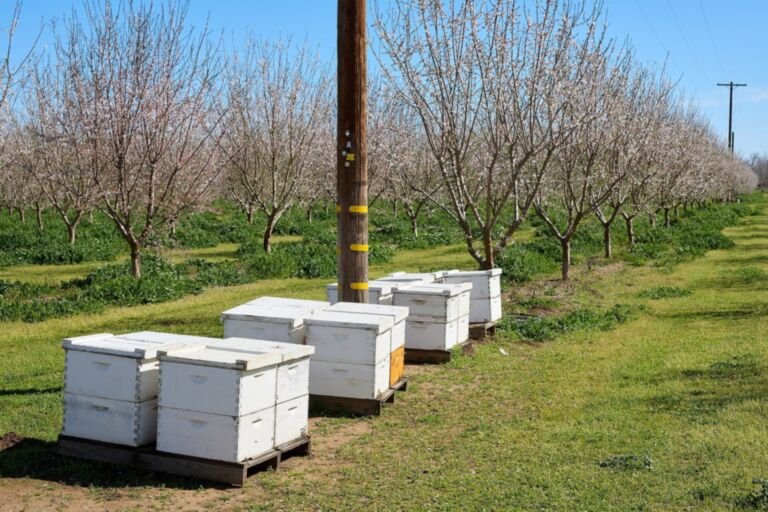 Photo of white Langstroth beehives on pallets in a row of blooming almond trees in Butte County, California