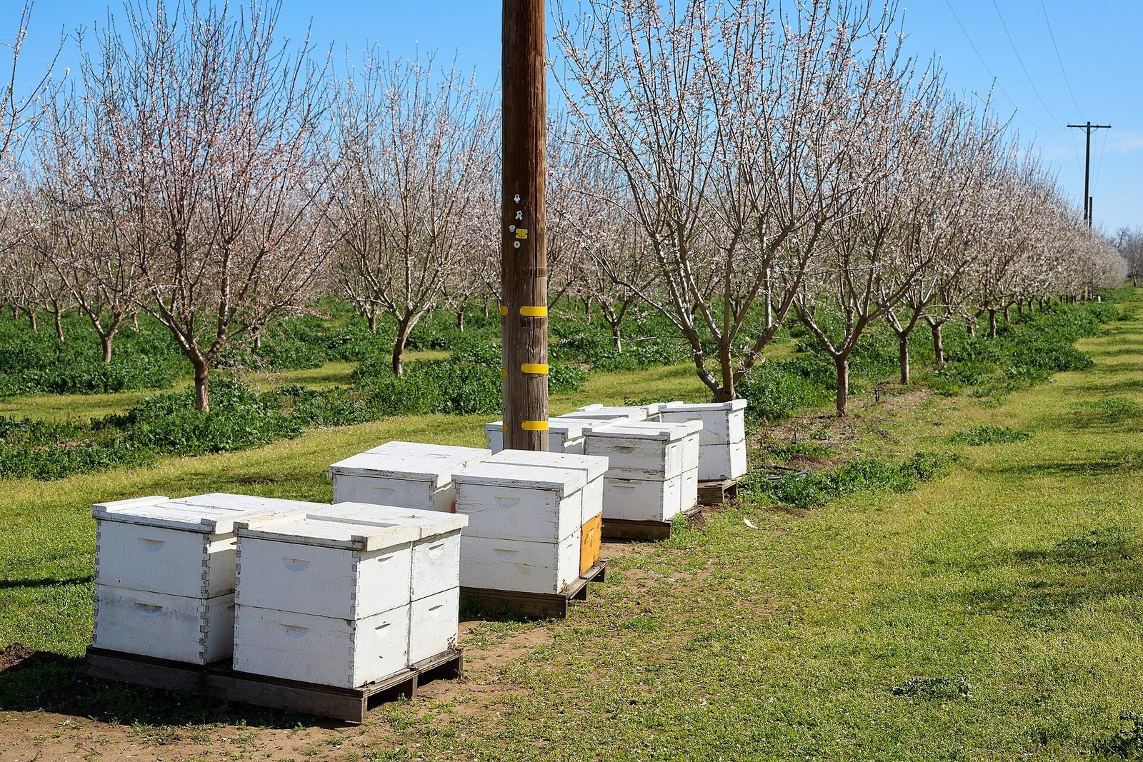 Photo of white Langstroth beehives on pallets in a row of blooming almond trees in Butte County, California
