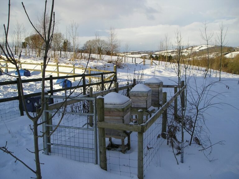 Photo of snow-covered beehives inside a fenced winter apiary, their roofs capped with fresh snow