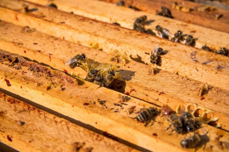 Close-up photo of honey bees walking across the wooden top bars of brood frames, with narrow gaps between bars
