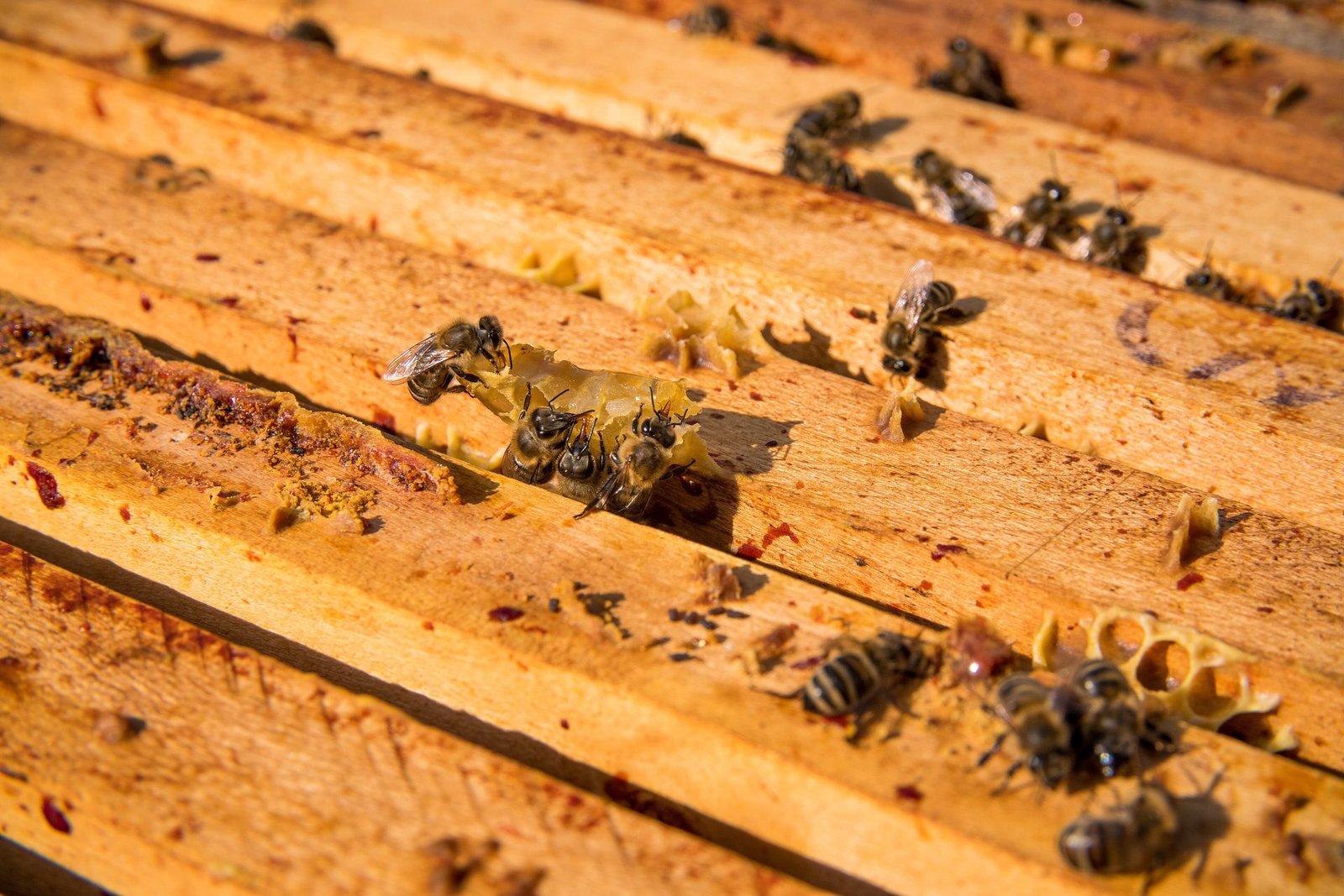 Close-up photo of honey bees walking across the wooden top bars of brood frames, with narrow gaps between bars