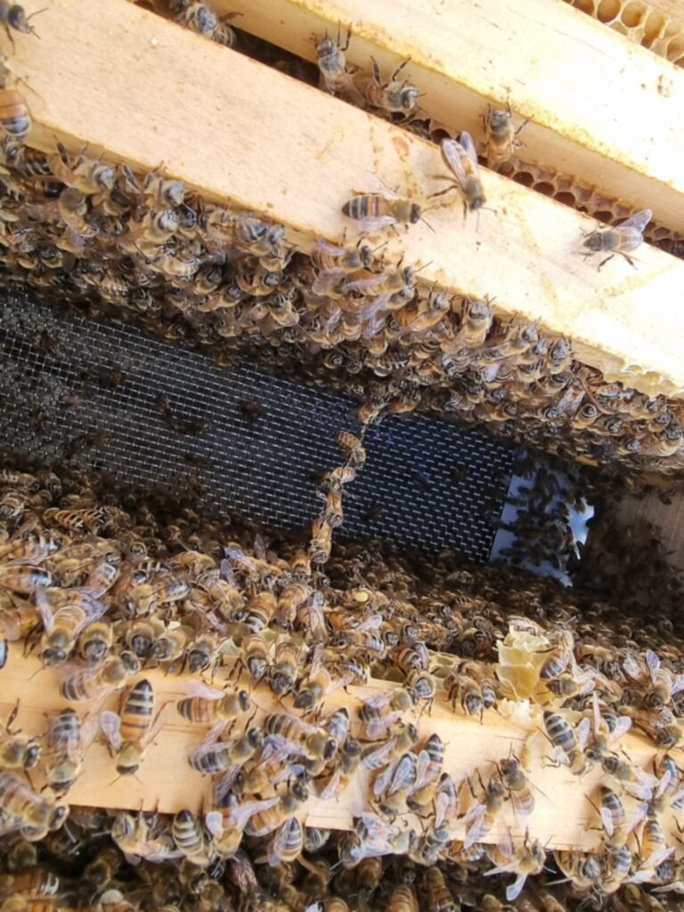 Photo of honey bees hanging in linked festoon chains across the gap between two frames in a Langstroth hive