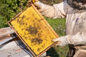 Photo of a gloved beekeeper holding up a frame of fresh yellow wax foundation with honey bees spread across it