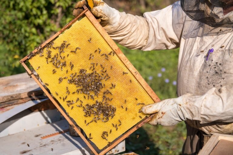 Photo of a gloved beekeeper holding up a frame of fresh yellow wax foundation with honey bees spread across it