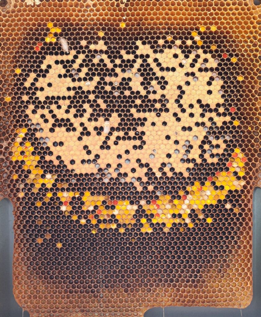 Photo of a brood frame with eggs, open larvae and capped brood in the center and a band of colorful stored pollen below