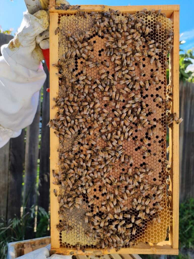 Photo of a Langstroth brood frame of capped worker brood covered in Italian honey bees, held up by a gloved hand