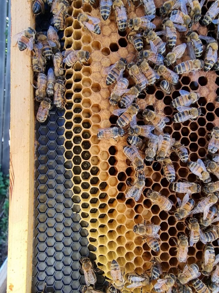 Close-up of a brood frame with open cells holding eggs and young larvae, proof that a newly introduced queen is laying