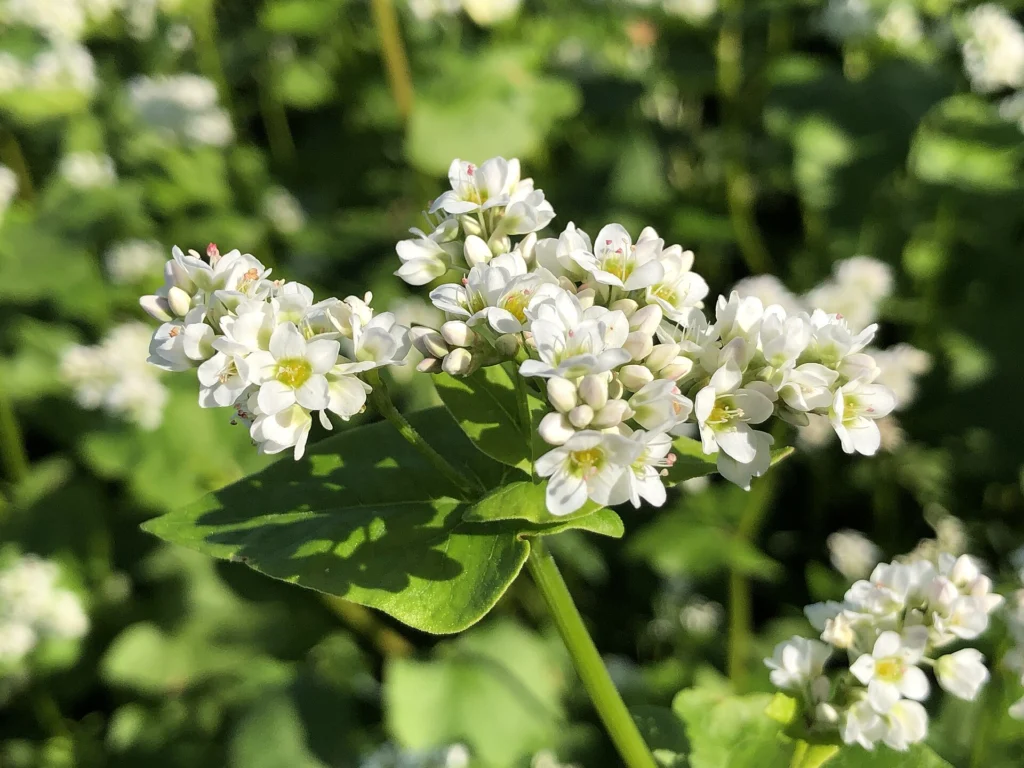 Photo of white buckwheat flower clusters blooming in a field, the crop used in a drought study of scent and bee visits