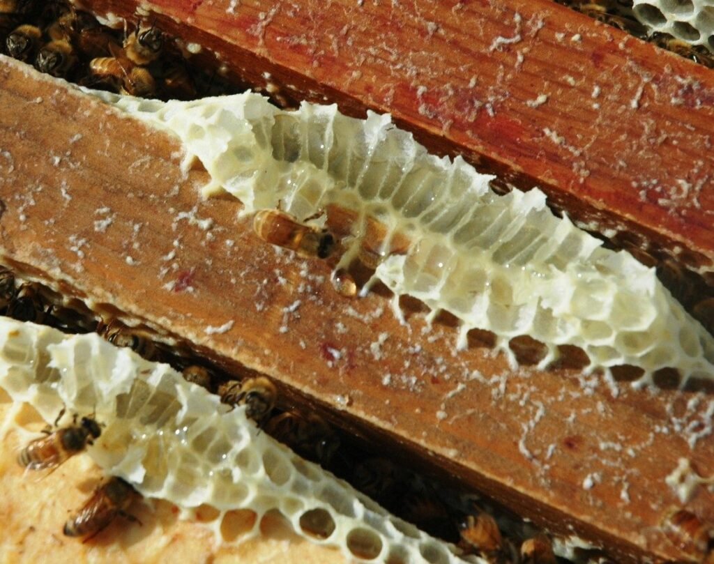 Close-up photo of white burr comb built between frame top bars, with honey bees walking over the wax