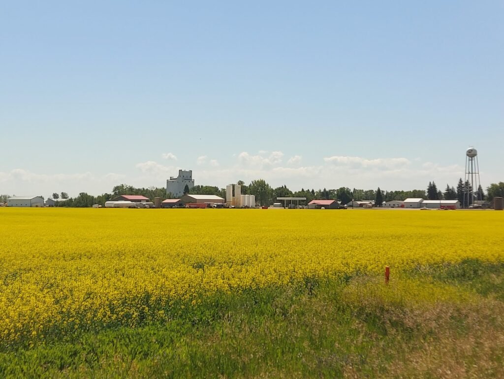 Photo of a yellow canola field in full bloom in North Dakota, the source of fast-setting honey that is hard to reliquefy