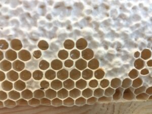 Close-up photo of honeycomb in a wooden frame with white wax cappings beside a patch of open, uncapped honey cells