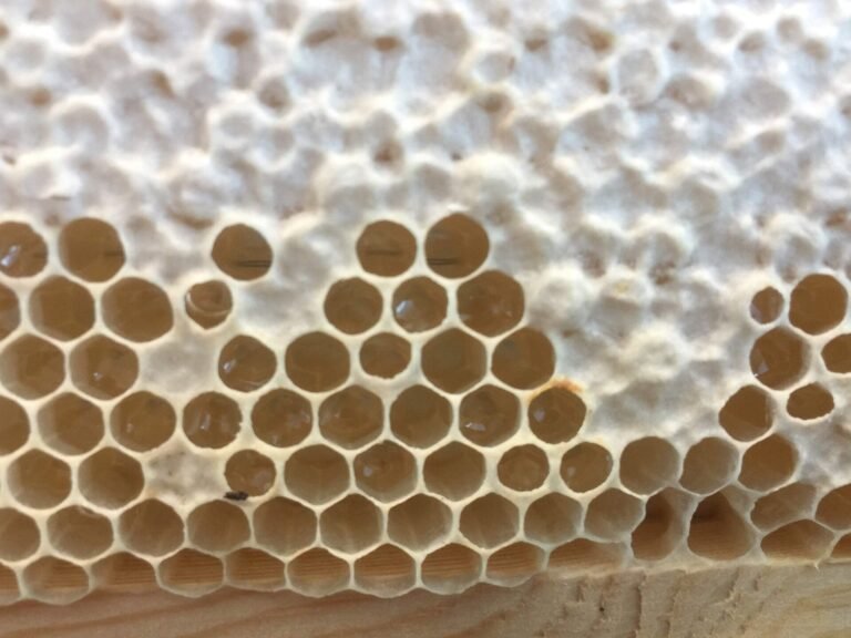 Close-up photo of honeycomb in a wooden frame with white wax cappings beside a patch of open, uncapped honey cells