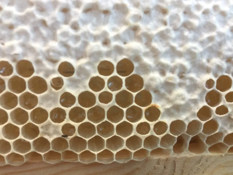 Close-up photo of honeycomb in a wooden frame with white wax cappings beside a patch of open, uncapped honey cells