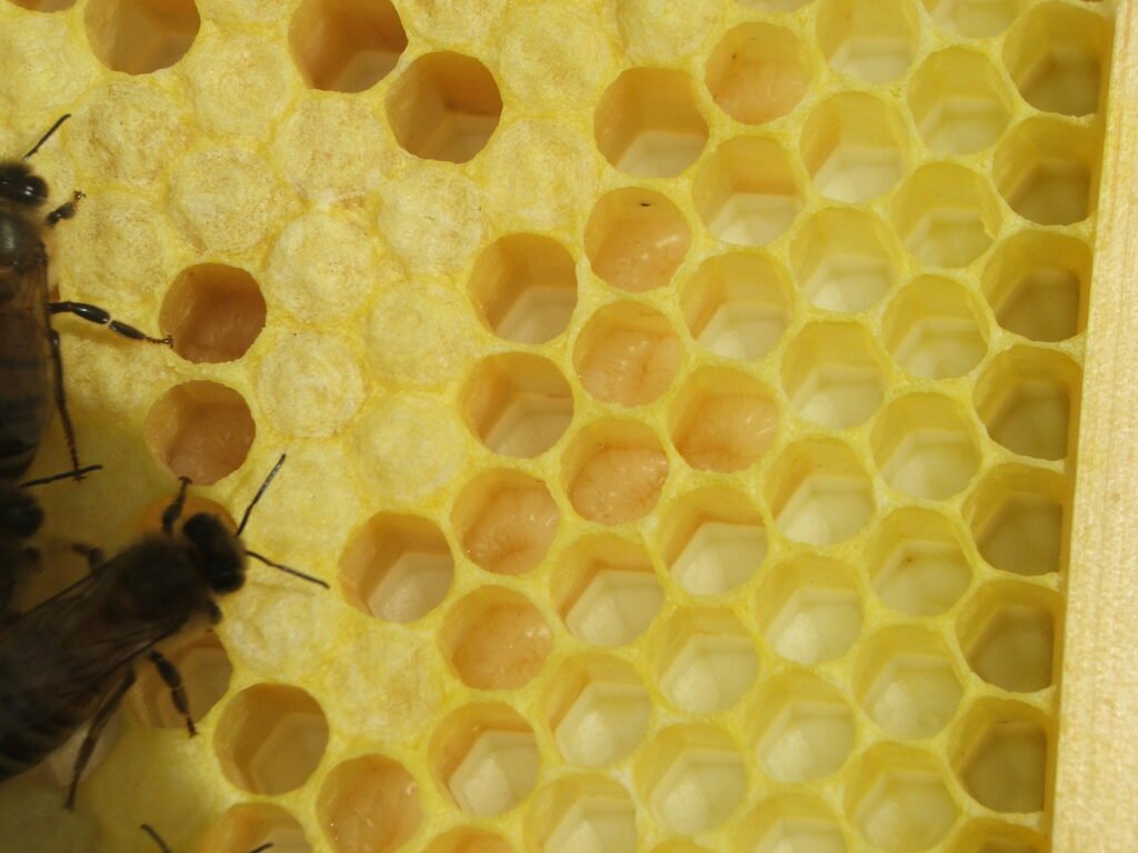 Honeybee brood comb showing capped brood cells and uncapped larva, the brood volume that determines which varroa treatments can reach mites