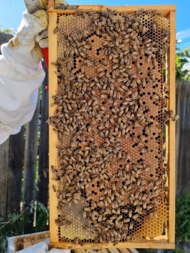 Photo of a beekeeper holding up a Langstroth brood frame covered with bees over a patch of capped worker brood