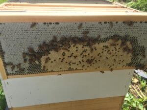 Photo of a Langstroth frame with a patch of capped worker brood surrounded by white capped honey