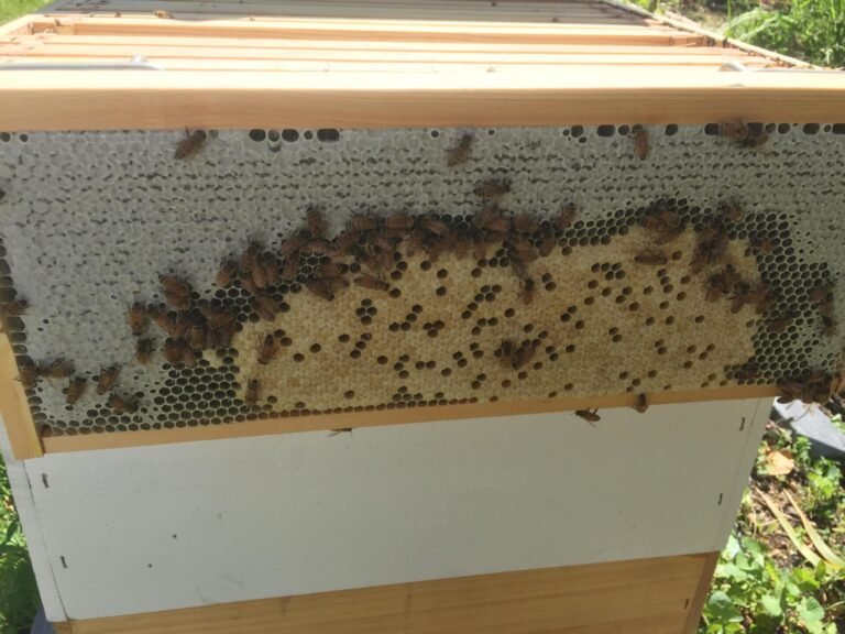 Photo of a Langstroth frame with a patch of capped worker brood surrounded by white capped honey