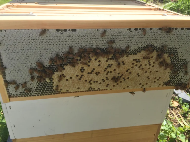 Photo of a Langstroth frame with a patch of capped worker brood surrounded by white capped honey