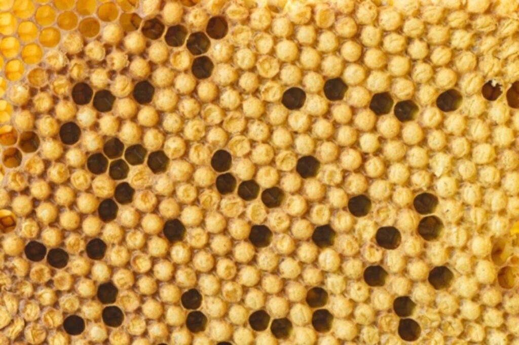 Close-up photo of capped drone brood with raised, domed cappings, the shape to look for among flat worker cappings