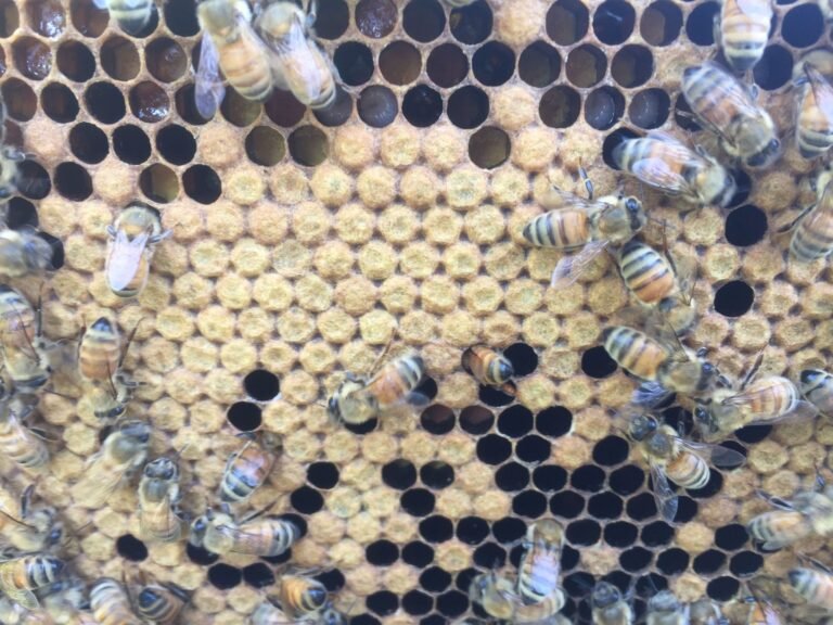 Close-up photo of capped worker brood and open cells of larvae on a comb, with nurse bees tending the brood