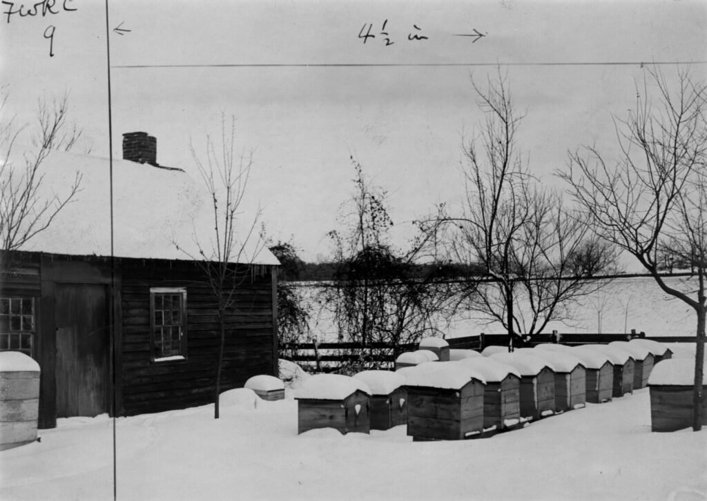 Historic black-and-white photo from about 1900 of a row of snow-covered chaff hives packed with absorbent chaff for winter beside a bee-house