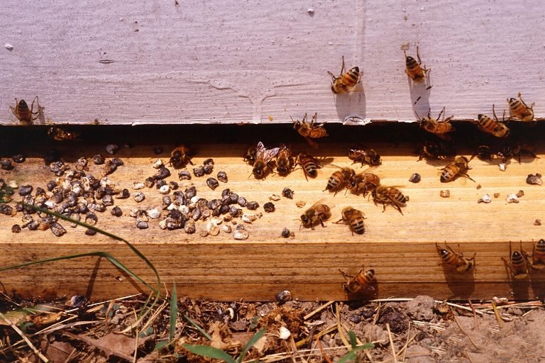Photo of a hive landing board littered with gray and white chalkbrood mummies removed by the worker bees