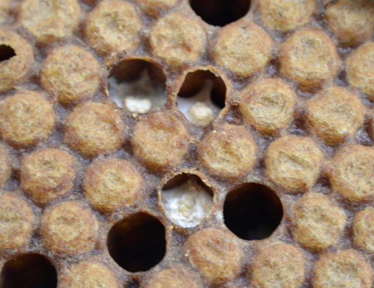 Close-up photo of capped worker brood with three open cells holding white chalkbrood mummies