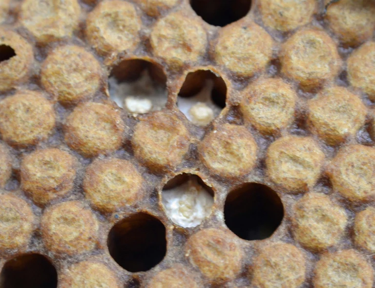 Close-up photo of capped worker brood with three open cells holding white chalkbrood mummies