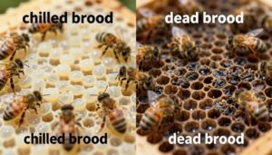 chilled brood vs dead brood