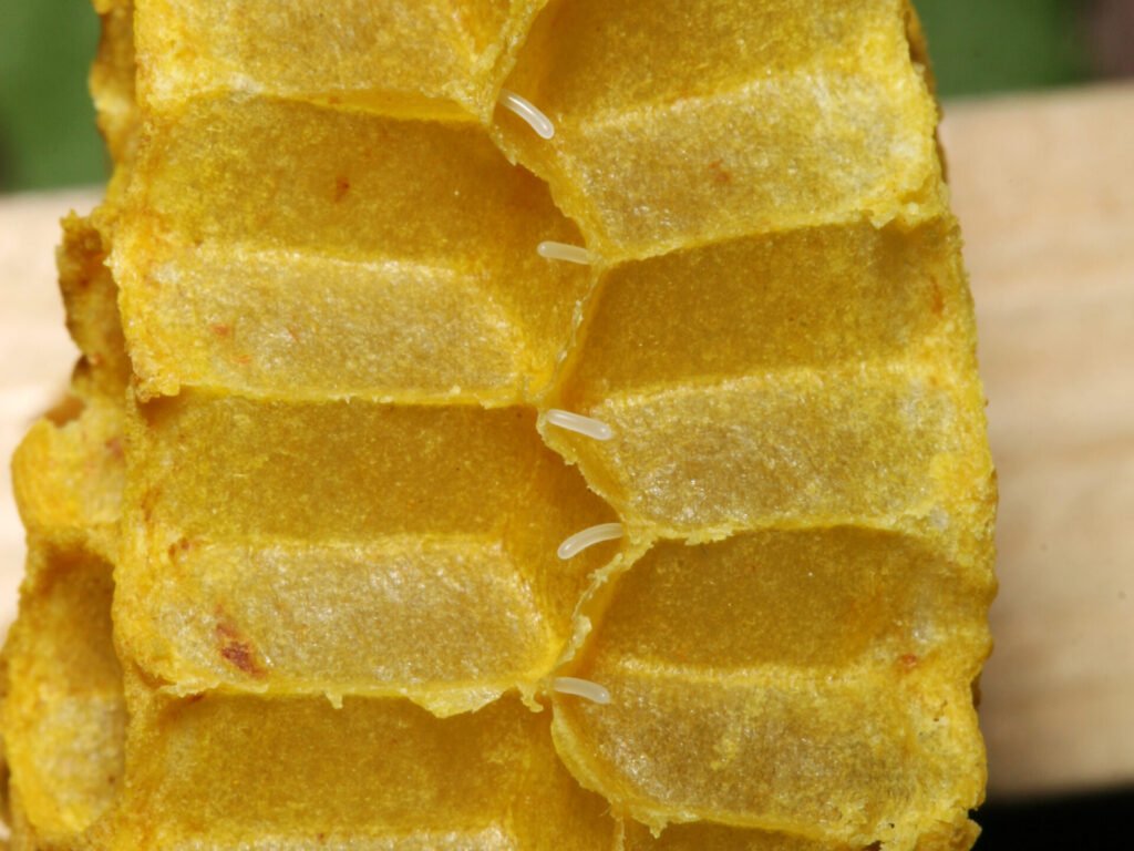 Macro photo of new comb with cell walls cut away, showing thin wax walls and an egg standing in each cell