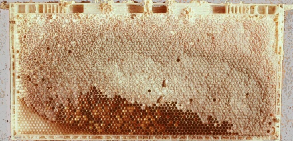 Photo of a one-piece plastic frame and foundation drawn out into comb, filled with capped honey and pollen