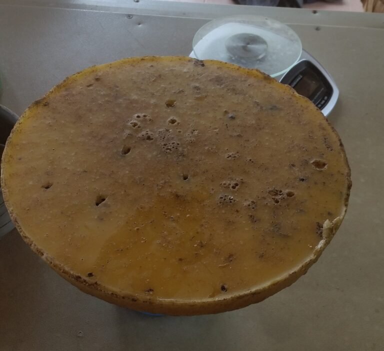 Photo of a cast disc of dark, unrefined beeswax pitted with air holes and flecks of debris on its surface
