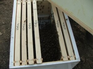 Photo of Langstroth frame top bars with a date written on each in marker, inside a newly stocked hive