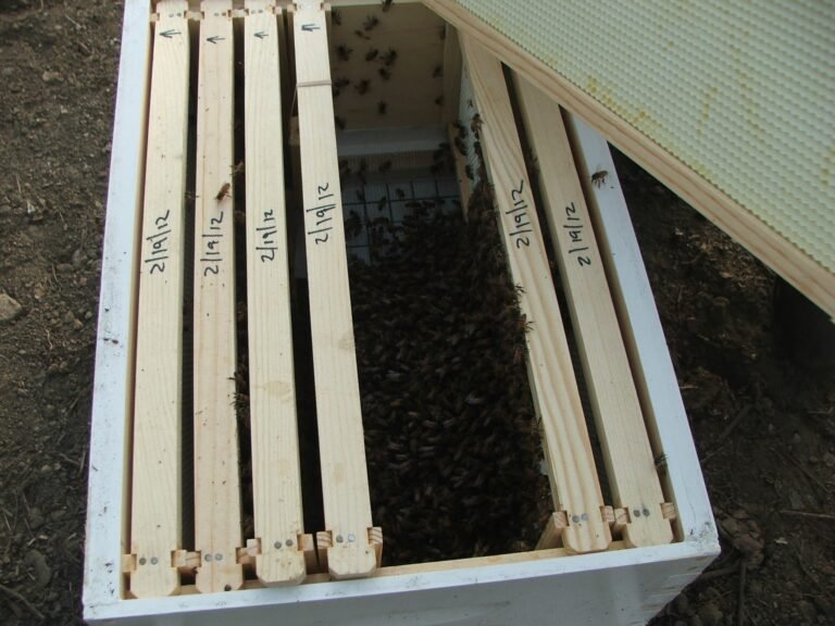 Photo of Langstroth frame top bars with a date written on each in marker, inside a newly stocked hive