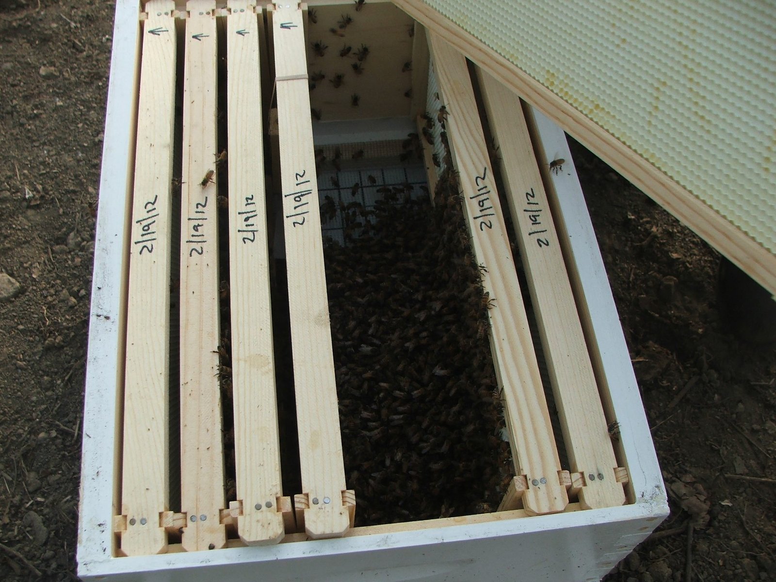 Photo of Langstroth frame top bars with a date written on each in marker, inside a newly stocked hive