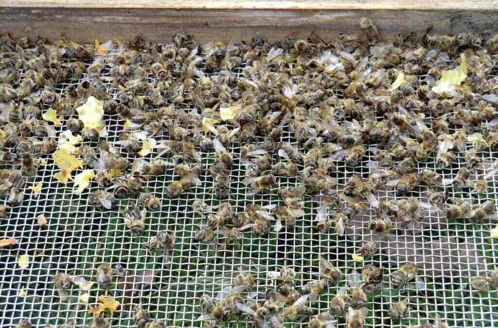 Photo of dead honey bees and wax cappings lying on a screened hive floor at the end of winter