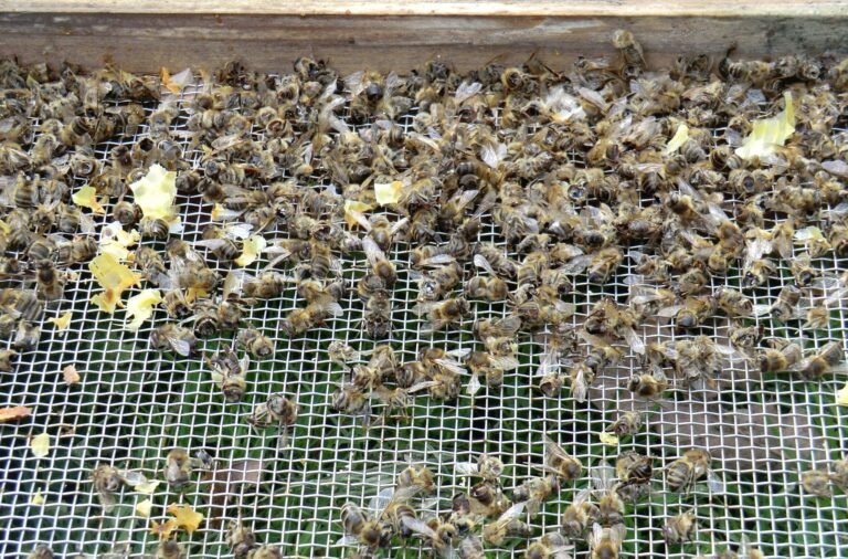 Photo of dead honey bees and wax cappings lying on a screened hive floor at the end of winter