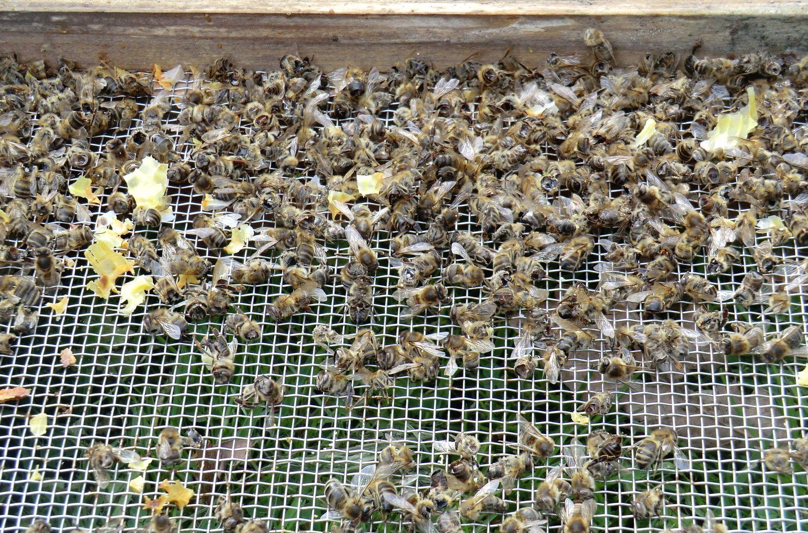 Photo of dead honey bees and wax cappings lying on a screened hive floor at the end of winter