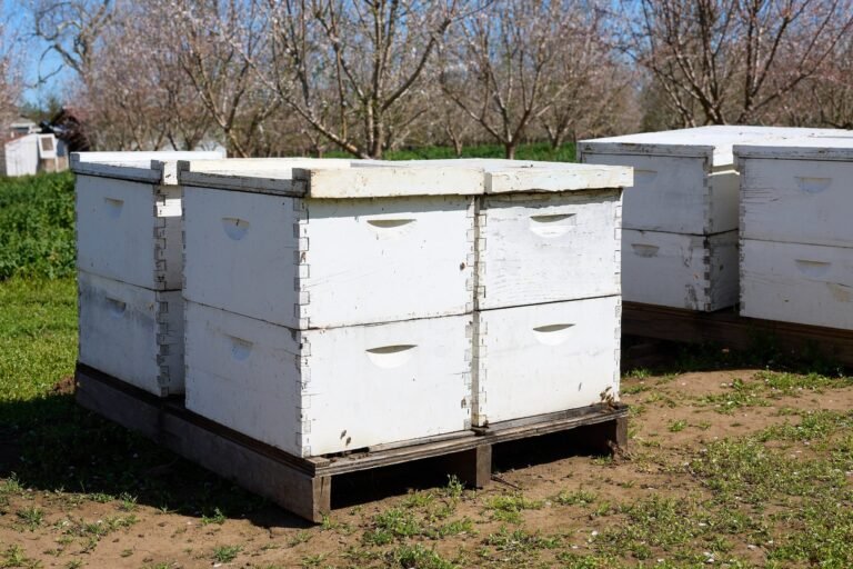 Photo of four double-deep Langstroth hives sharing one pallet at the edge of an almond orchard in bloom
