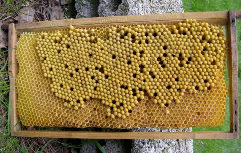 Photo of a frame of honey bee comb with a large patch of domed, capped drone brood cells built over worker comb