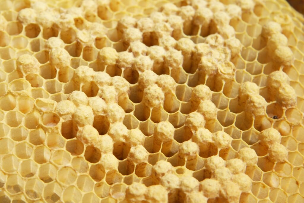 Close-up photo of domed drone brood cappings on natural honey bee comb built without foundation