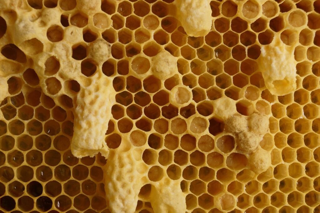 Close-up photo of emergency queen cells drawn out over young larvae, the response a laying-worker test frame looks for