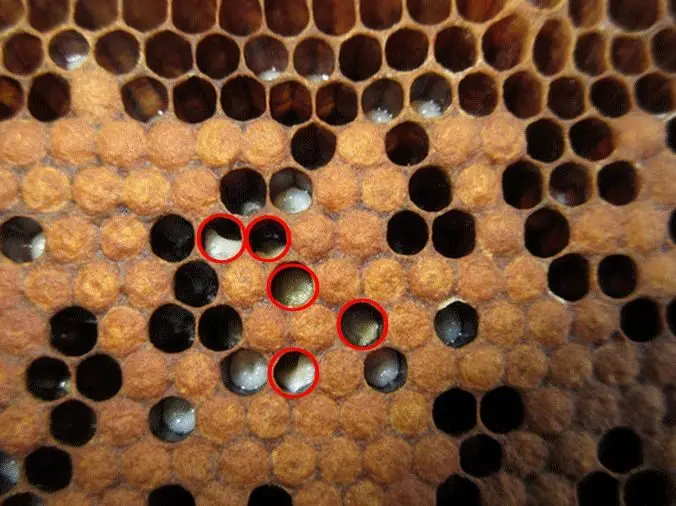 Photo of European foulbrood larvae, circled in red, discolored and out of position in open cells among capped brood