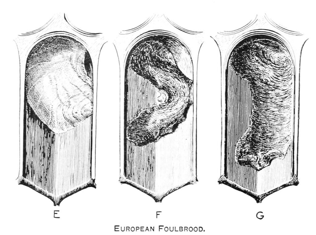 Illustration of three honey bee larvae dead of European foulbrood, collapsed and slumped against the cell walls