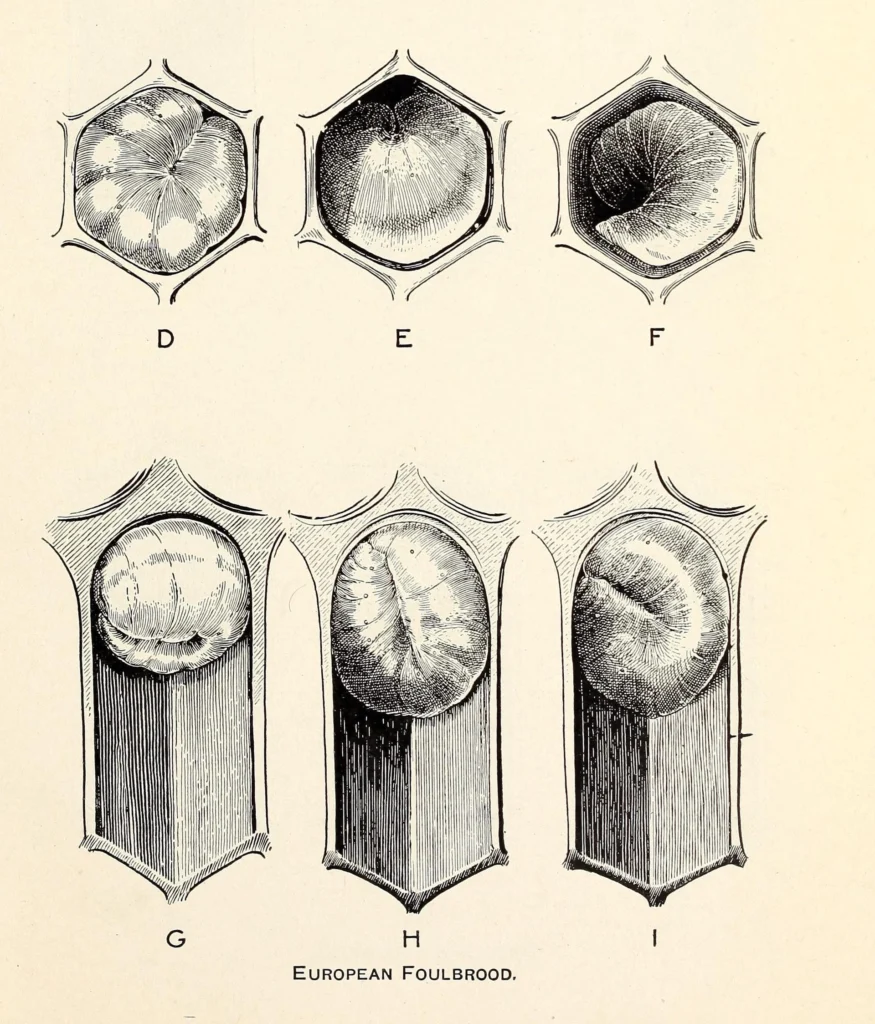 Historical USDA drawings of healthy honey bee larvae beside twisted larvae dead of European foulbrood