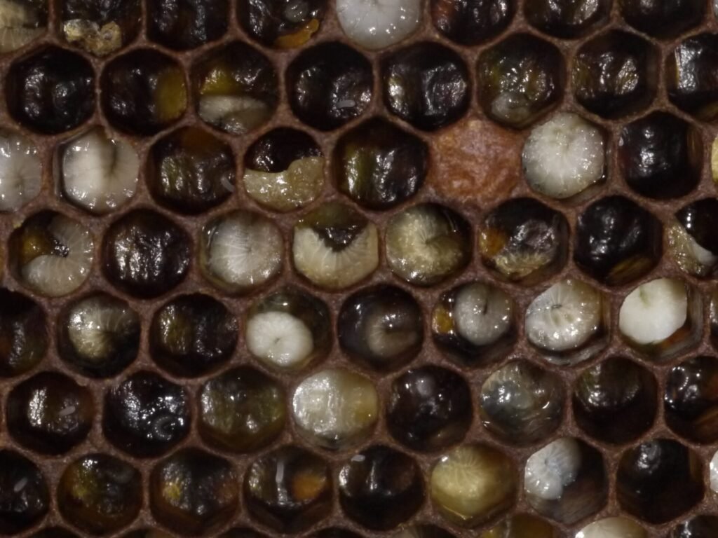 Close-up photo of open brood cells where larvae sick with European foulbrood have turned yellowish and slumped, next to healthy pearly-white larvae