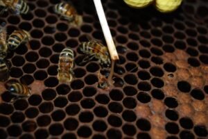 Photo of a matchstick drawing a brown, ropy thread out of a sunken brood cell during a field test for foulbrood