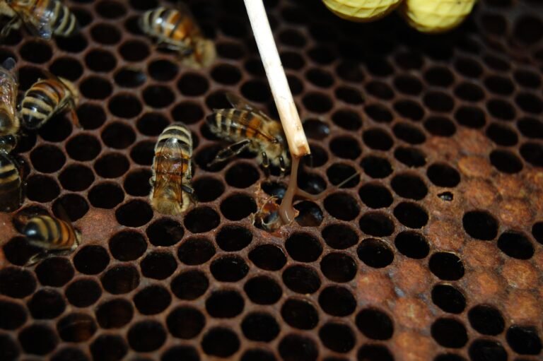 Photo of a matchstick drawing a brown, ropy thread out of a sunken brood cell during a field test for foulbrood